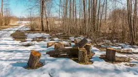 Przedwiośnie nad jeziorem Bielewo, marzec 2026 r. - zdjęcie 4