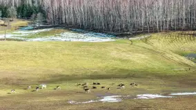 Jeleniowate na mazurskich polach i łąkach, marzec 2026 r. - zdjęcie 14