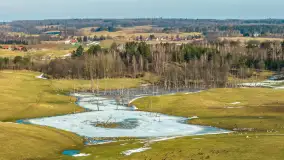 Jeleniowate na mazurskich polach i łąkach, marzec 2026 r. - zdjęcie 1