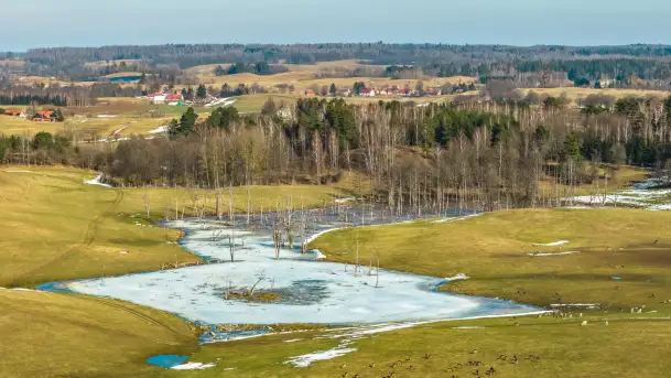 Jeleniowate na mazurskich polach i łąkach, marzec 2026 r.