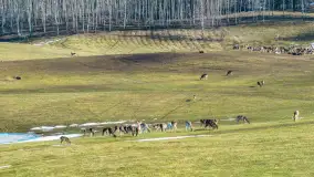 Jeleniowate na mazurskich polach i łąkach, marzec 2026 r. - zdjęcie 18