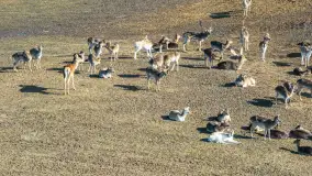 Jeleniowate na mazurskich polach i łąkach, marzec 2026 r. - zdjęcie 20
