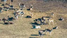 Jeleniowate na mazurskich polach i łąkach, marzec 2026 r. - zdjęcie 5