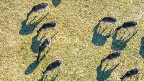 Jeleniowate na mazurskich polach i łąkach, marzec 2026 r. - zdjęcie 11