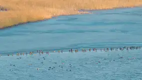 Przedwiośnie nad kanałem Kula, marzec 2026 r. - zdjęcie 11