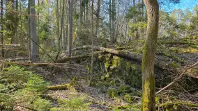 Polowa kwatera Himmlera - marcowy spacer po ruinach - zdjęcie 3