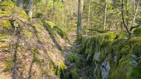 Polowa kwatera Himmlera - marcowy spacer po ruinach - zdjęcie 13