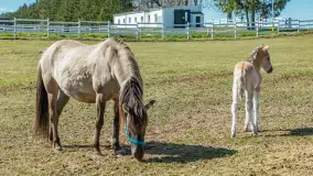 Koniki Polskie w Stacji Badawczej w Popielnie, kwiecień 2026 r. - zdjęcie 2