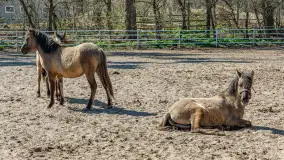 Koniki Polskie w Stacji Badawczej w Popielnie, kwiecień 2026 r. - zdjęcie 13