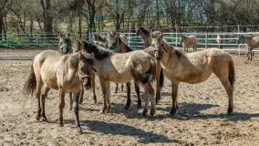 Koniki Polskie w Stacji Badawczej w Popielnie, kwiecień 2026 r. - zdjęcie 5