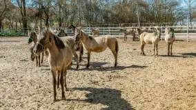 Koniki Polskie w Stacji Badawczej w Popielnie, kwiecień 2026 r. - zdjęcie 28