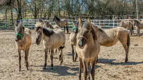 Koniki Polskie w Stacji Badawczej w Popielnie, kwiecień 2026 r. - zdjęcie 3