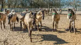 Koniki Polskie w Stacji Badawczej w Popielnie, kwiecień 2026 r. - zdjęcie 22
