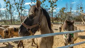 Koniki Polskie w Stacji Badawczej w Popielnie, kwiecień 2026 r. - zdjęcie 9