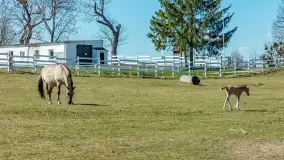 Koniki Polskie w Stacji Badawczej w Popielnie, kwiecień 2026 r. - zdjęcie 17