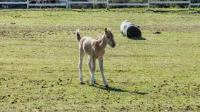 Koniki Polskie w Stacji Badawczej w Popielnie, kwiecień 2026 r. - zdjęcie 51