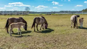 Koniki Polskie w Stacji Badawczej w Popielnie, kwiecień 2026 r. - zdjęcie 31