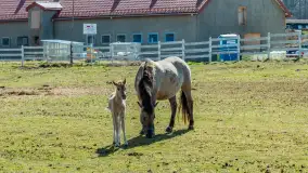 Koniki Polskie w Stacji Badawczej w Popielnie, kwiecień 2026 r. - zdjęcie 53