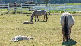 Koniki Polskie w Stacji Badawczej w Popielnie, kwiecień 2026 r. - zdjęcie 14