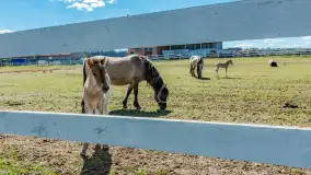 Koniki Polskie w Stacji Badawczej w Popielnie, kwiecień 2026 r. - zdjęcie 33