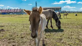 Koniki Polskie w Stacji Badawczej w Popielnie, kwiecień 2026 r. - zdjęcie 11