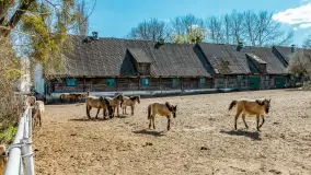 Koniki Polskie w Stacji Badawczej w Popielnie, kwiecień 2026 r. - zdjęcie 46
