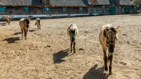 Koniki Polskie w Stacji Badawczej w Popielnie, kwiecień 2026 r. - zdjęcie 59