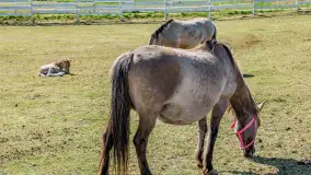 Koniki Polskie w Stacji Badawczej w Popielnie, kwiecień 2026 r. - zdjęcie 54