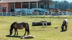 Koniki Polskie w Stacji Badawczej w Popielnie, kwiecień 2026 r. - zdjęcie 45