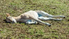 Koniki Polskie w Stacji Badawczej w Popielnie, kwiecień 2026 r. - zdjęcie 19