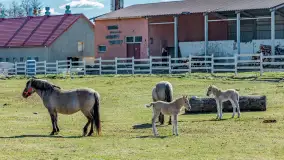 Koniki Polskie w Stacji Badawczej w Popielnie, kwiecień 2026 r. - zdjęcie 20