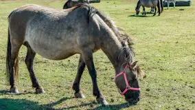 Koniki Polskie w Stacji Badawczej w Popielnie, kwiecień 2026 r. - zdjęcie 56