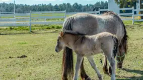 Koniki Polskie w Stacji Badawczej w Popielnie, kwiecień 2026 r. - zdjęcie 47