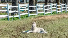 Koniki Polskie w Stacji Badawczej w Popielnie, kwiecień 2026 r. - zdjęcie 32