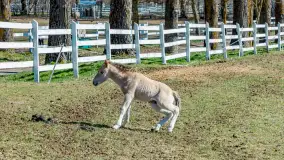 Koniki Polskie w Stacji Badawczej w Popielnie, kwiecień 2026 r. - zdjęcie 44