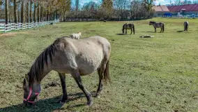 Koniki Polskie w Stacji Badawczej w Popielnie, kwiecień 2026 r. - zdjęcie 60