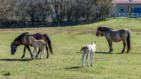 Koniki Polskie w Stacji Badawczej w Popielnie, kwiecień 2026 r. - zdjęcie 40