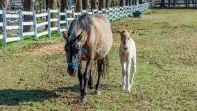 Koniki Polskie w Stacji Badawczej w Popielnie, kwiecień 2026 r. - zdjęcie 58