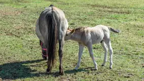 Koniki Polskie w Stacji Badawczej w Popielnie, kwiecień 2026 r. - zdjęcie 43