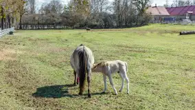 Koniki Polskie w Stacji Badawczej w Popielnie, kwiecień 2026 r. - zdjęcie 57