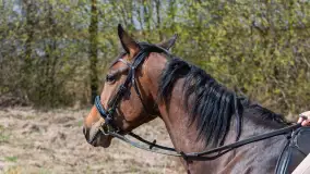 Wiosenna przejażdżka po mazurskich łąkach, kwiecień 2026 r. - zdjęcie 12