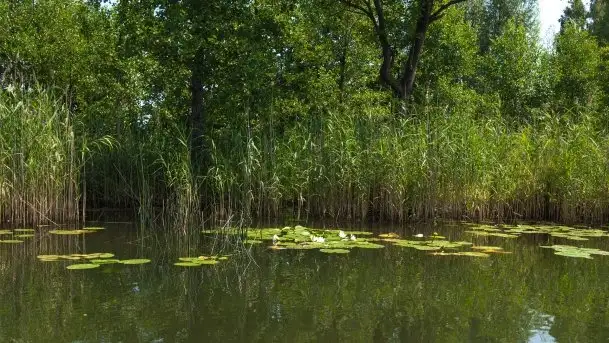 Zdjęcia: Malowniczy szlak wodny z Węgorzewa na Mamry - zdjęcie 8