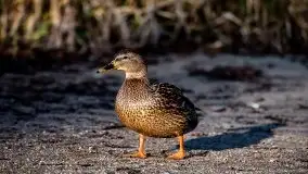 Zdjęcia: Miłośnicy Mazur - Zwykłe, czy niezwykłe... życie - zdjęcie 21