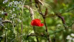 Zdjęcia: Miłośnicy Mazur - Zwykłe, czy niezwykłe... życie - zdjęcie 15