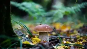 Zdjęcia: Miłośnicy Mazur - Zwykłe, czy niezwykłe... życie - zdjęcie 7