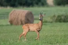 Zdjęcia: Miłośnicy Mazur - zobacz piękno niesamowitej mazurskiej przyrody - zdjęcie 47