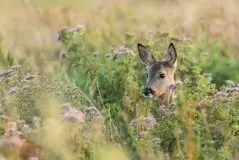 Zdjęcia: Miłośnicy Mazur - zobacz piękno niesamowitej mazurskiej przyrody - zdjęcie 44