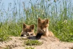 Zdjęcia: Miłośnicy Mazur - zobacz piękno niesamowitej mazurskiej przyrody - zdjęcie 43