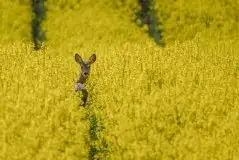 Zdjęcia: Miłośnicy Mazur - zobacz piękno niesamowitej mazurskiej przyrody - zdjęcie 29