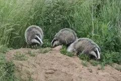 Zdjęcia: Miłośnicy Mazur - zobacz piękno niesamowitej mazurskiej przyrody - zdjęcie 26